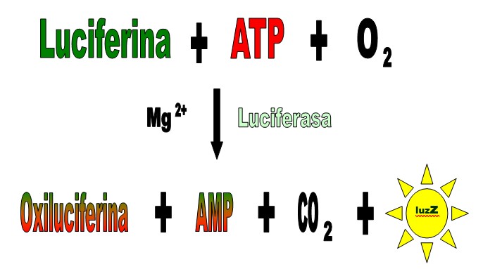 Biolumiscencia. Gráfico 1.