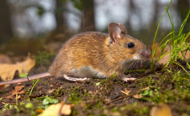 Plagas: proliferación de roedores [video]