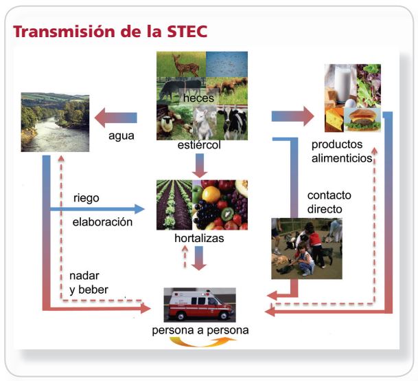 Transmisión de la STEC.