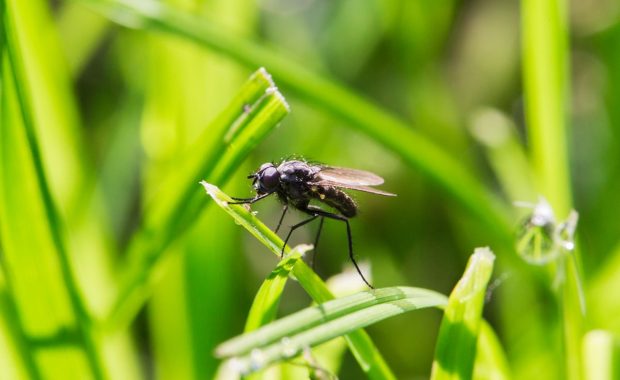 ¿Una mosca= una no conformidad?