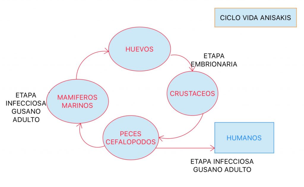 Anisakis. Ciclo de vida.