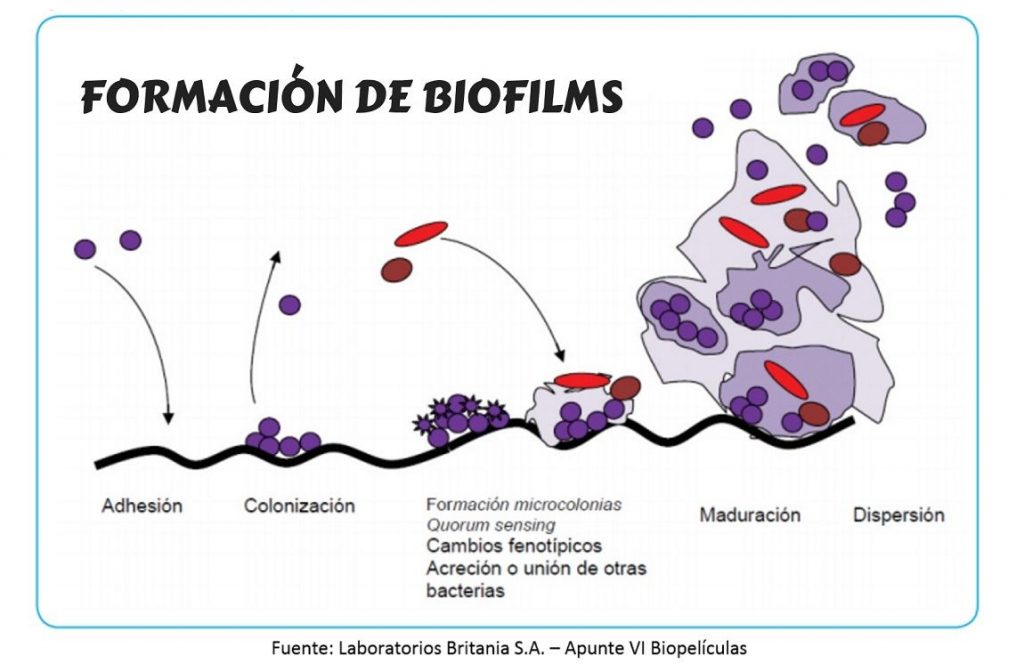 Biofilms en la industria alimentaria. Formación.