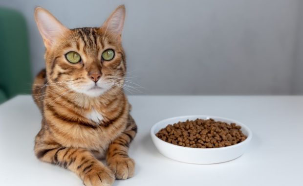 Alimentos para mascotas.