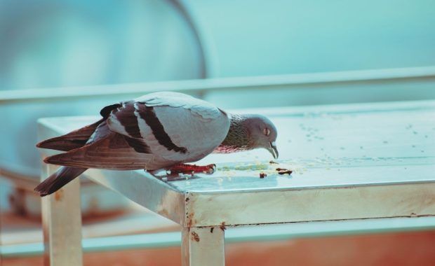 Plagas: aves y riesgos que generan