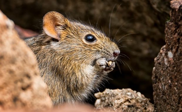 Plagas: madrigueras de roedores y/o animales silvestres