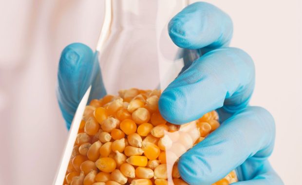 El futuro de los GMO.