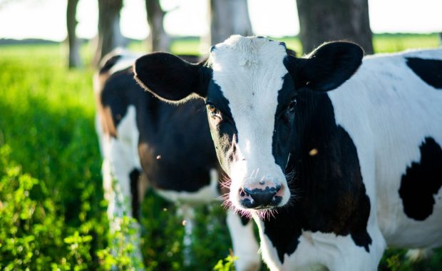 "Un bienestar": vínculos entre bienestar humano, BA y sostenibilidad ambiental