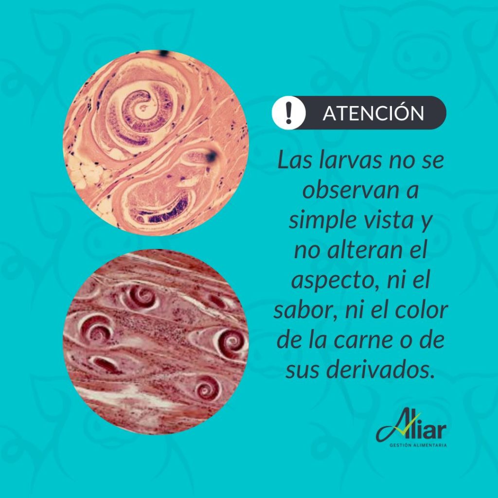 Atención: larvas.