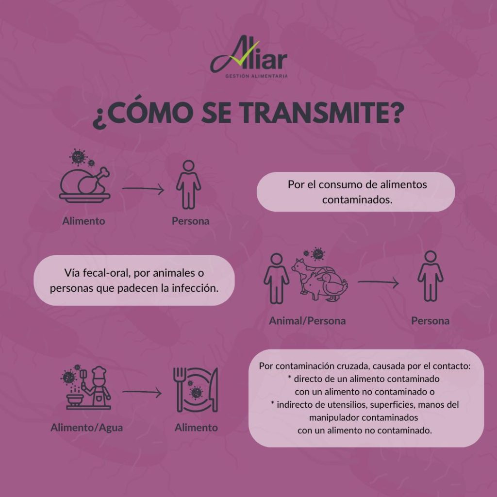 Salmonelosis: ¿cómo se transmite?