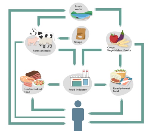 Listeriosis. Transmisión y relevancia.